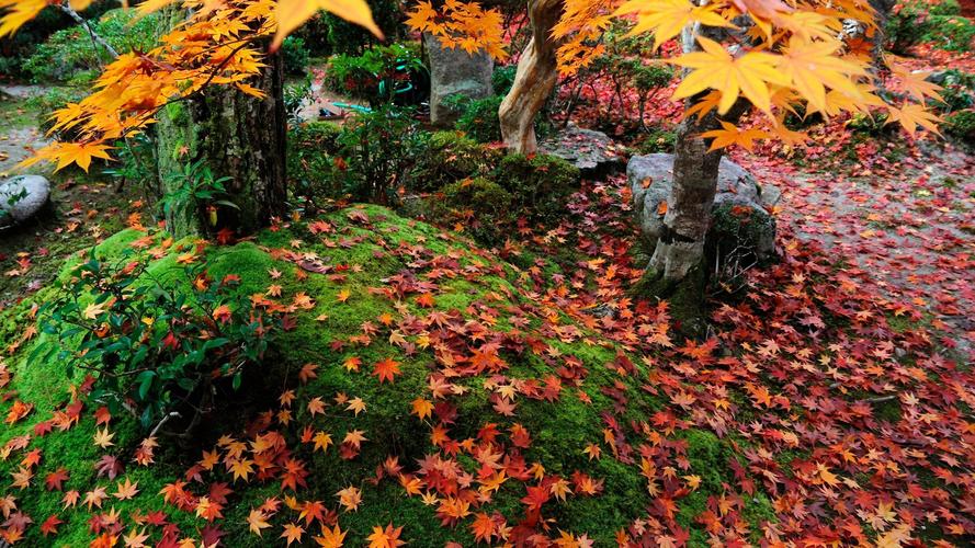 精选美丽的秋天红叶唯美图片桌面壁纸(1)