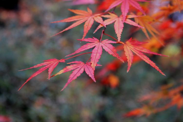 秋季的红色枫叶高清原图下载,秋季的红色枫叶,图片,壁纸,自然风景