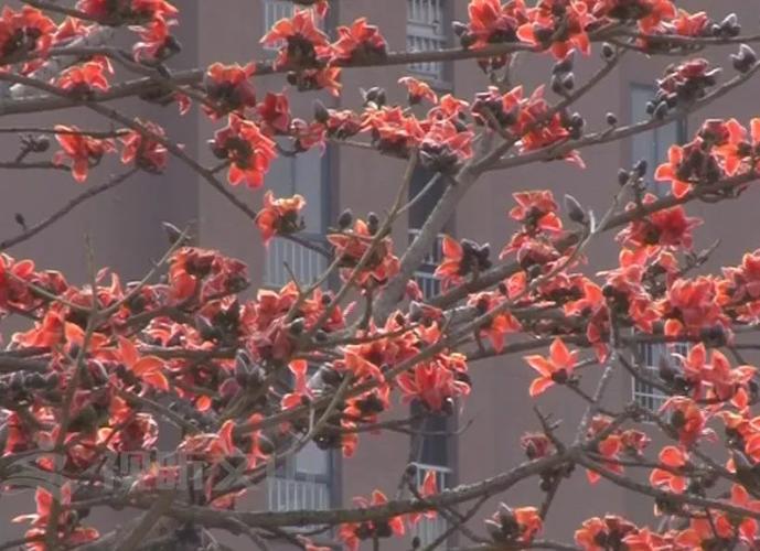 在普汀河畔,一棵棵扁桃树也正悄然发芽,开花,在初春阳光的照耀下,显得