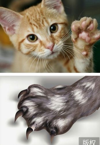 为什么说猫的爪子像钩?