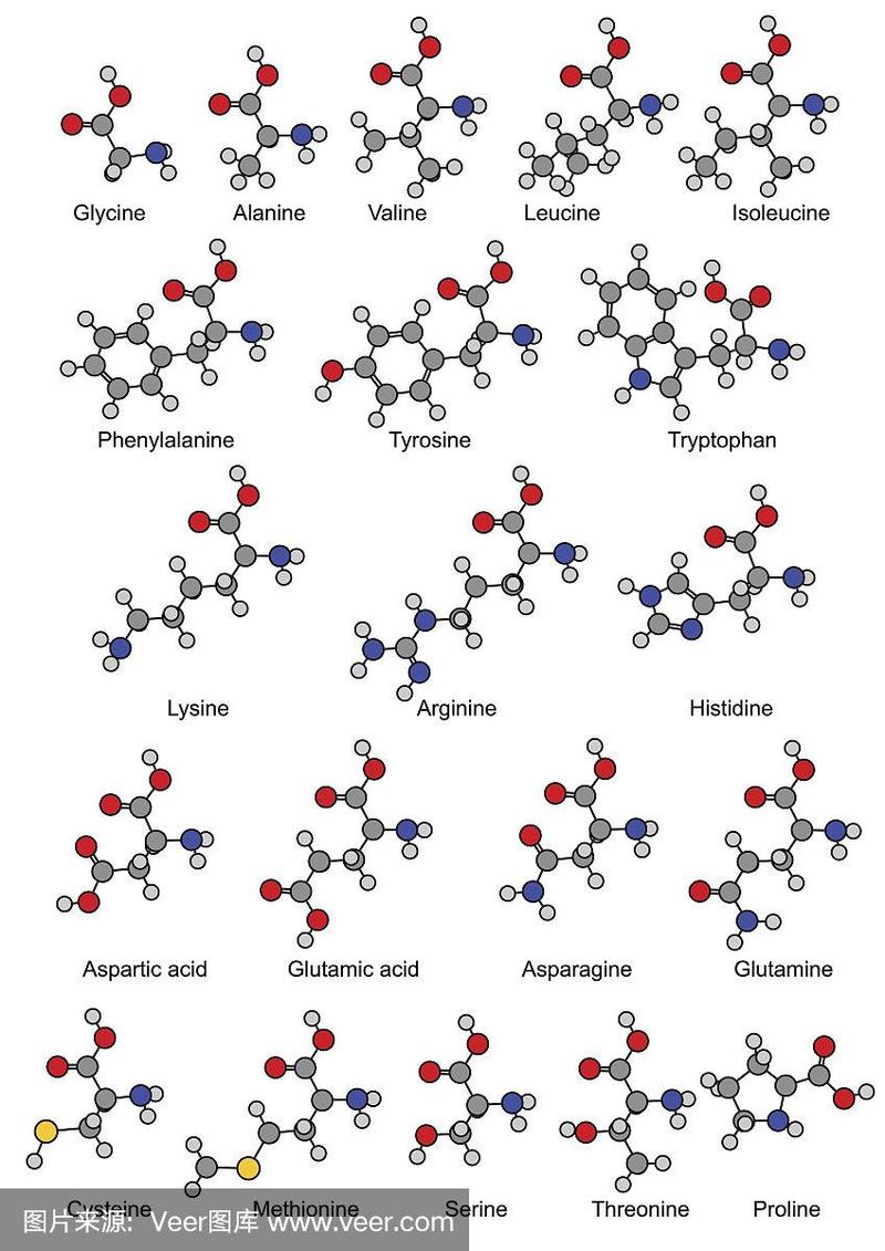 二十种碱性氨基酸的结构式