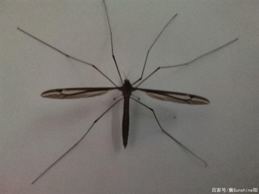 超大蚊子,长腿大蚊子