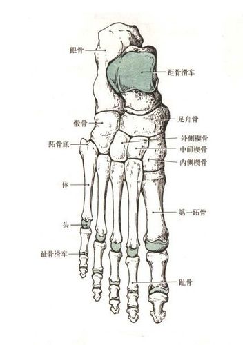 医学医药 医学图库足骨共有26块,包括跗骨,跖骨和趾骨三部分.
