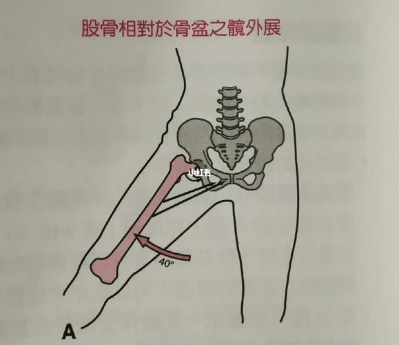 髋关节两张图片都是髋关节的外展,图a是骨盆稳定的时候股骨相对于