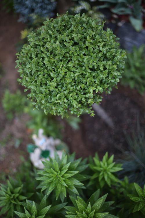 年货银姬小蜡棒棒糖植物花镜庭院别墅树苗实拍大型绿植