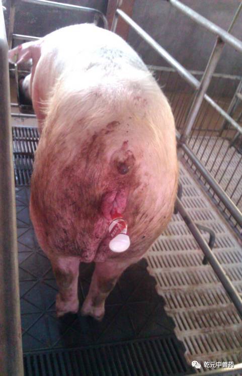 猪博士规模场母猪子宫炎的辨证施治