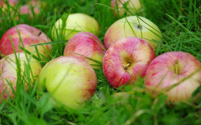 在草地上新鲜水果苹果