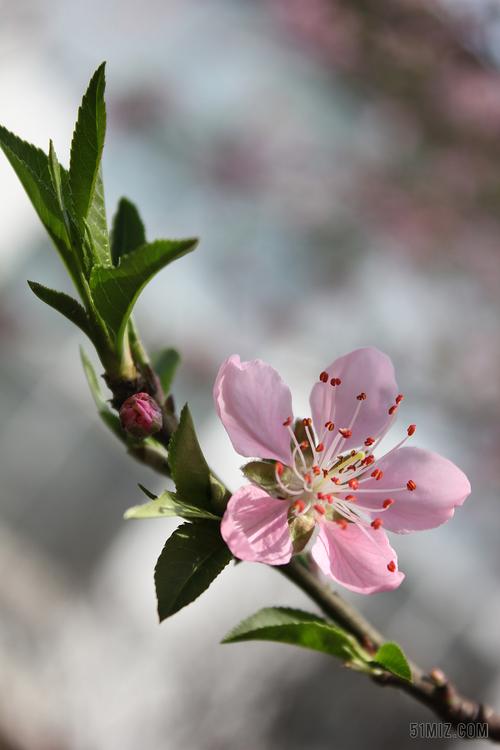 摄影唯美春天里的桃花背景图片