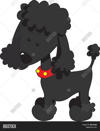 贵宾犬黑色矢量图和照片 | bigstock