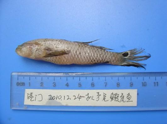 拟矛尾虾虎鱼