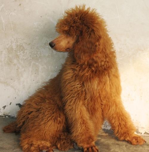 大型狗狗 耳朵和有些地方的毛卷卷的 眼睛很大 头很瘦 全身棕色的毛