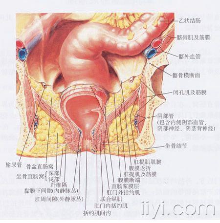 肛门直肠解剖图.jpg