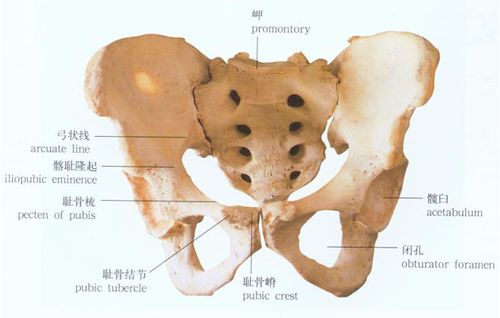 从我们系裤带的地方向下到大腿骨以上统称为骨盆,它是一个整体,形状像