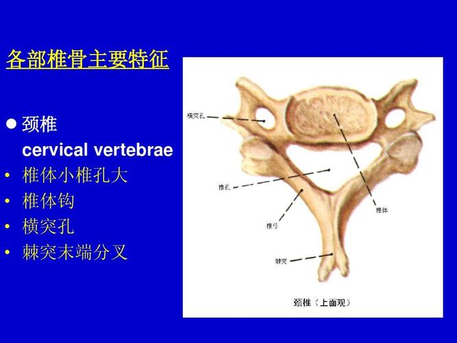 特征   颈椎 cervical vertebrae   椎体小椎孔大   椎体钩   横突孔