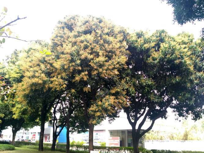 芒果树又开花了