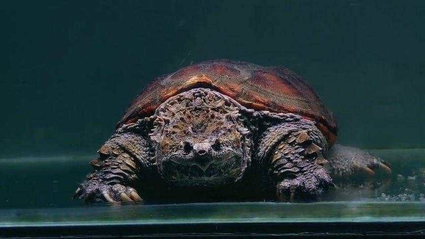 极品个体-请欣赏#佛鳄龟 #水产养殖