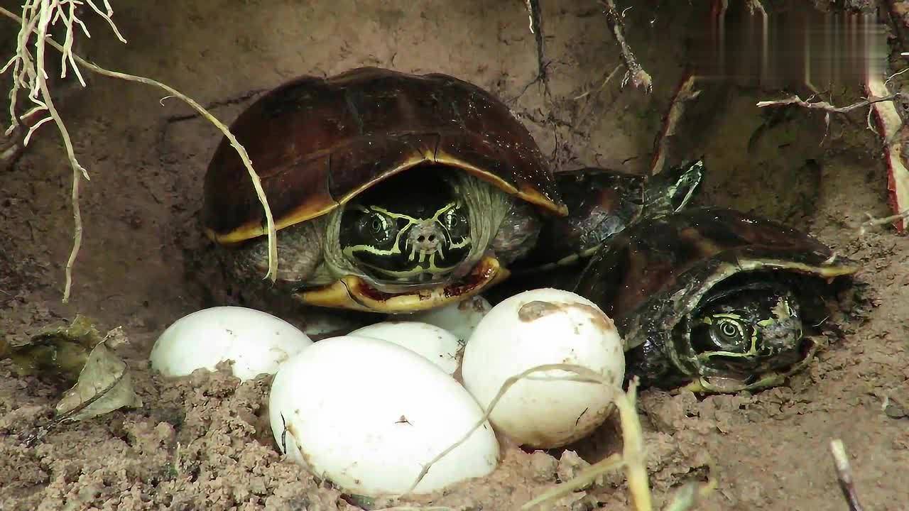 卵生动物,鸟类会尽职尽责地当好一个母亲,孵蛋,喂食都亲自参与,但乌龟