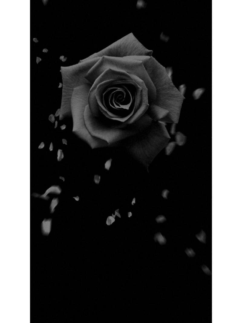 黑色系壁纸|黑玫瑰 黑玫瑰从绽放至凋零,倾尽繁华,燃尽沧桑