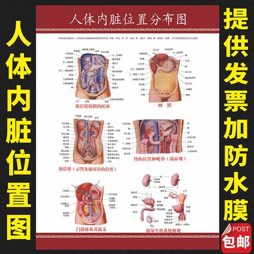 人体器官结构解剖图挂图腹部脏器肌肉内脏血管位置