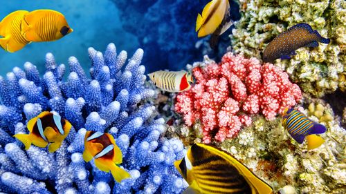 壁纸 热带鱼,珊瑚,水下,海洋动物 3840x2160 uhd 4k 高清壁纸, 图片