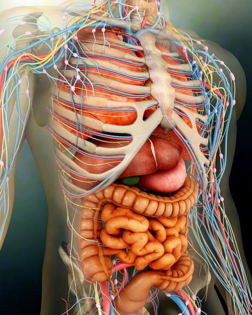 【人体内脏布局图】_系统结构_特殊功能_苹果绿