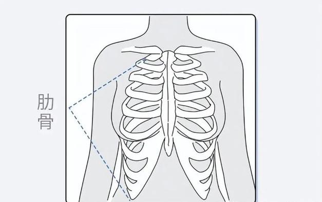 大概是在第2-6根肋骨这块胸部的位置分布着12根肋骨身体的上半身原因