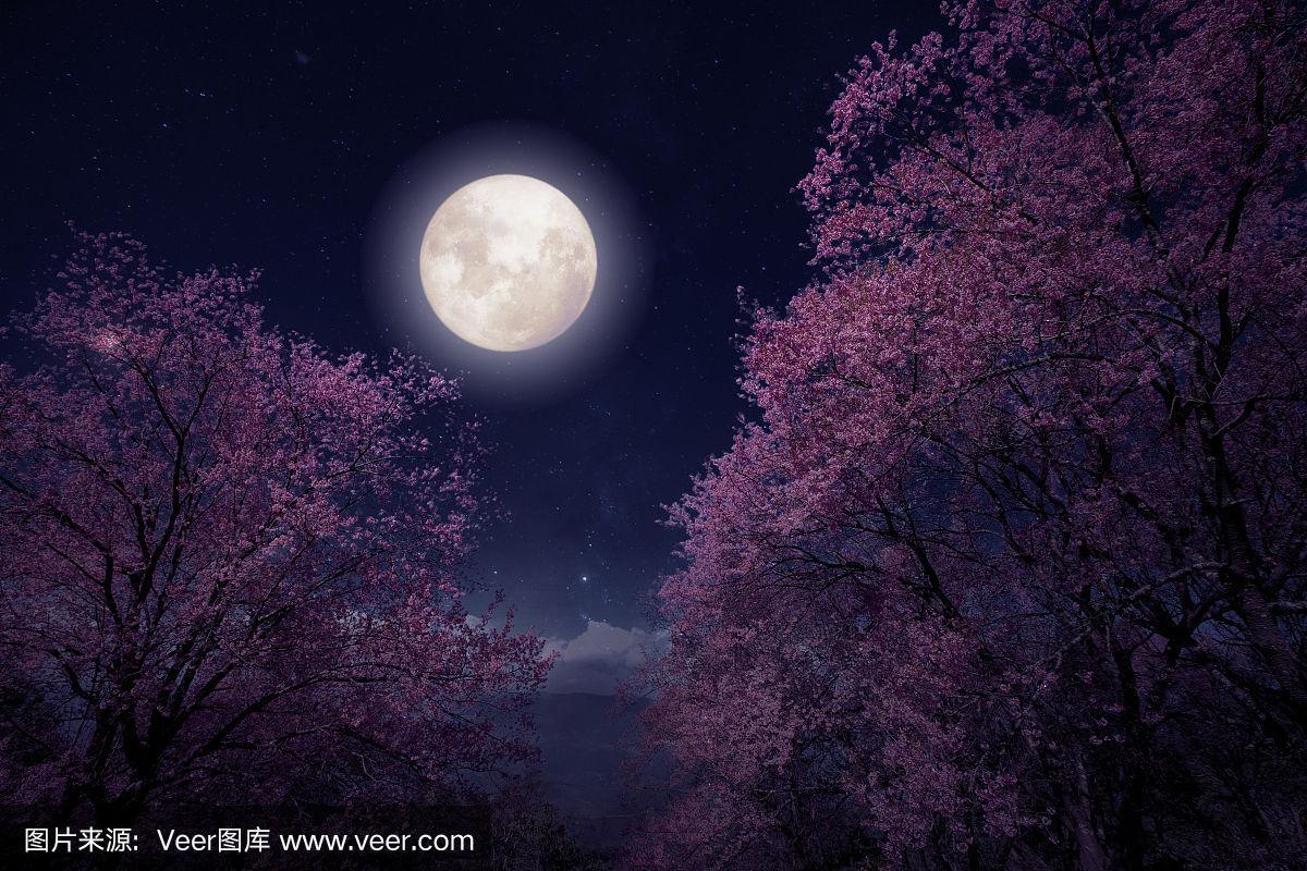 美丽的樱花在满月的夜空中盛开