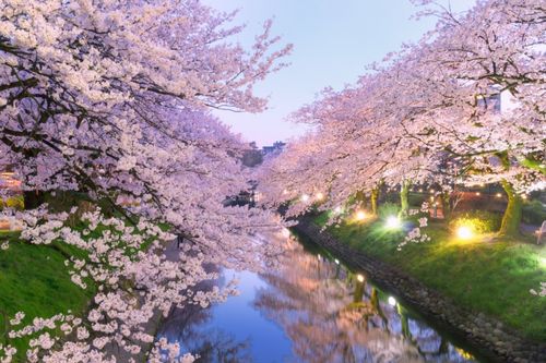 夜晚与白天同样魅力无限3月的樱花美景特辑绝景日本