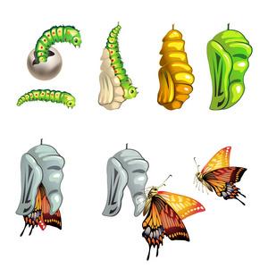 蝴蝶阶段矢量卡通行星进化游戏设计集一片树叶上挂着的蚕蛹蝴蝶蝴蝶
