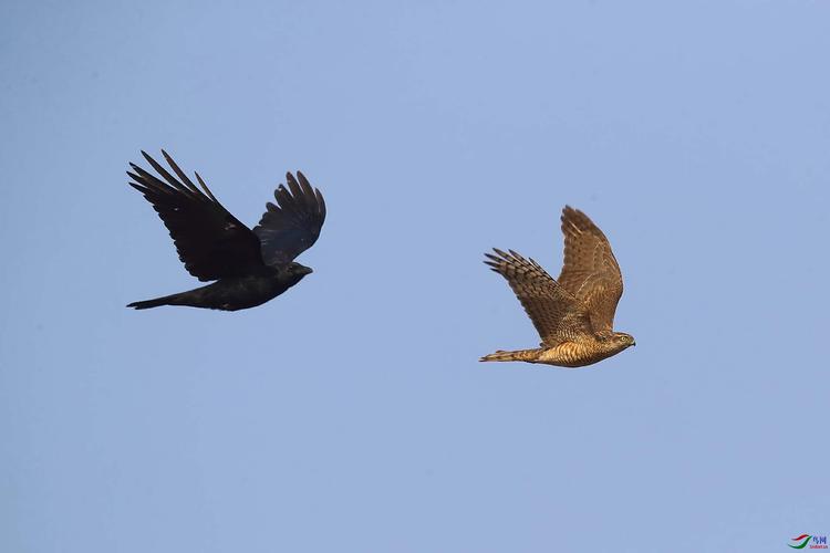 雀鹰与乌鸦