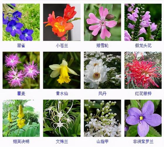 432种花卉品种图鉴·常见观花植物,从此花神便是你