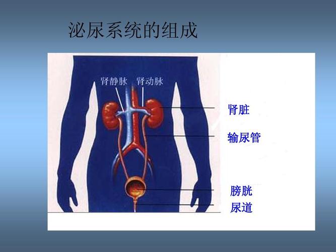 泌尿系统的组成 肾脏 输尿管 膀胱 尿道