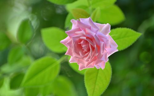 一朵粉红色的玫瑰,绿叶背景