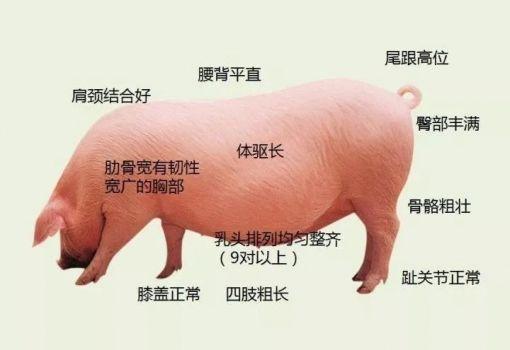 关注母猪营养需求提高猪场psy水平后备母猪篇
