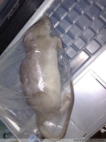 这是什么老鼠?好大呀