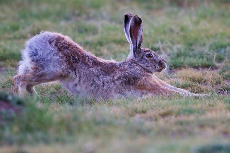  p>埃塞俄比亚高原兔是一种兔形目,兔科类生物,分布于埃塞俄比亚. /p>