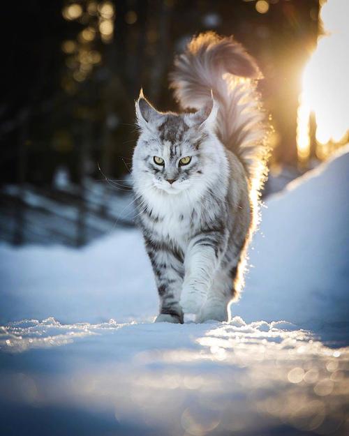 来自俄罗斯的tiara,战斗民族的猫也是威风凛凛的样子