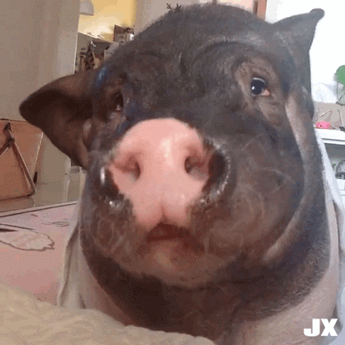 猪猪吃东西gif动图近期表情包杂图精选斗图表情