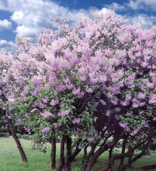 传说,在繁茂的四瓣丁香树上,若能找出一朵五瓣丁香花,就会得到好运
