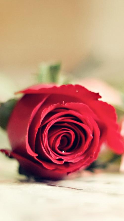 红玫瑰的爱情手机锁屏壁纸