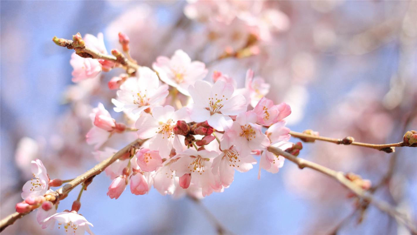 粉色盛开的樱花高清桌面壁纸
