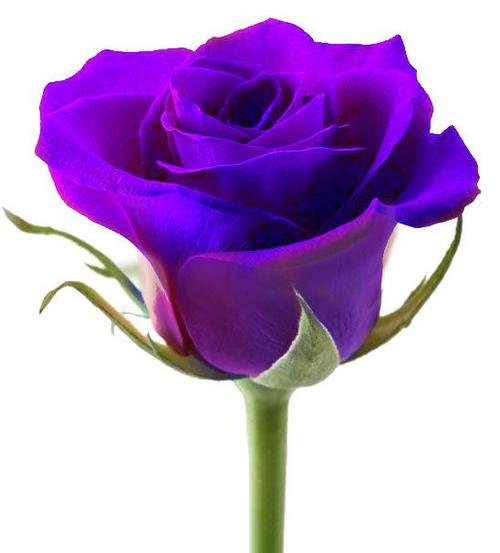 紫玫瑰的美