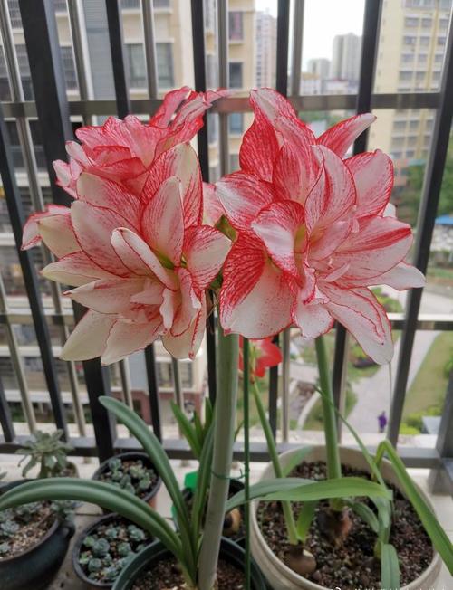 早春养花,试试朱顶红"条纹黛丝",花朵自带仙气,点亮你阳台!