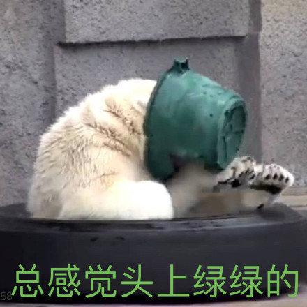 沙雕北极熊表情包绿帽子