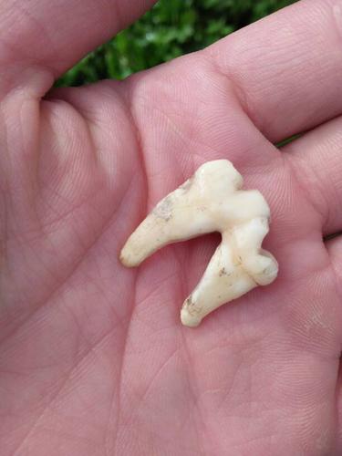 这是什么动物的牙齿