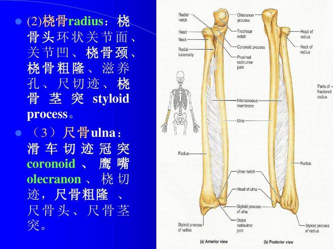 解剖学 (2)桡骨radius:桡 骨头环状关节面, 关节凹,桡骨颈, 桡骨粗隆