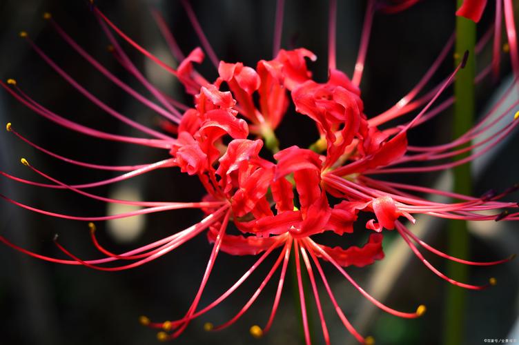 彼岸花又叫做曼珠沙华,是盛开在冥界忘川彼岸的一种艳花.