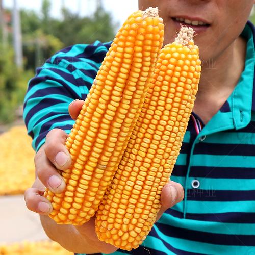 玉米高产饲料种子浚单郑单抗倒伏早熟杂交种籽家庭园艺种子