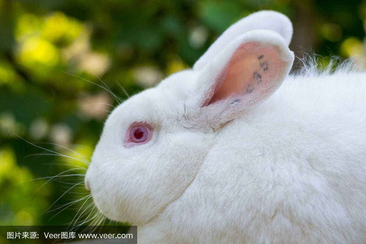 红眼睛的白色家兔