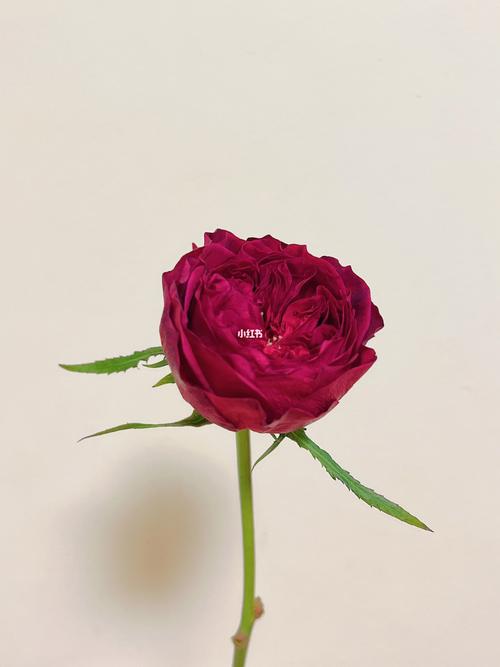 百利信苔丝玫瑰